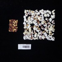 Popped and not popped comparison labeled.jpg