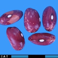 G51978 seed.jpg