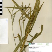 6384 herbarium