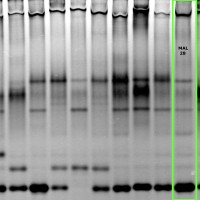 MAL28 gel