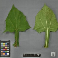 CIP 205028 (leaf).jpg