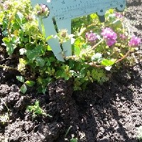 144324(Trifolium rueppellianum2134).jpg