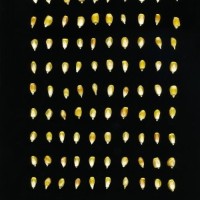 CIMMYTMA 2232 MEXI 3 TC24U-2903-69 K.jpg