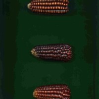 CIMMYTMA 30818 PHIL 11353a PV18A-1902-58 E1.jpg