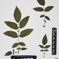 CIP 760259_HHCH 4562_06.jpg