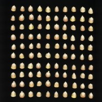 CIMMYTMA 2138 COLI 21 PV22A-1903-146 K3840 _compress.jpg