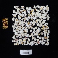 Popped and not popped comparison labeled.jpg