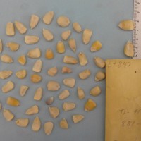 CIMMYTMA 5784 - Reference Inventory.jpg