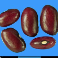 G1929 seed.jpg