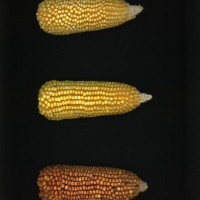 CIMMYTMA 19426 VERA 452 BA22U-2903-103 E.jpg