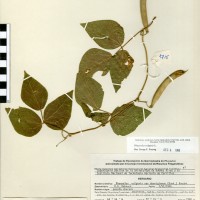 G21200 herbarium.jpg