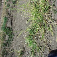 Ech stagnina 15696-full plant.JPG