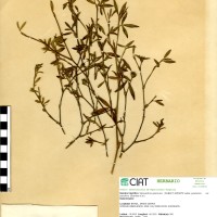 1021 herbarium