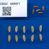 IRGC 48887 Seed Photo