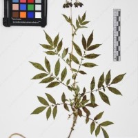 CIP 765702_RPSP 014_04.jpg