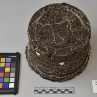 CIP760010_OCH S21_Tb.JPG