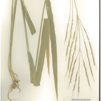 IRGC 100881 Herbarium