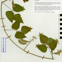 G27610 herbarium.jpg