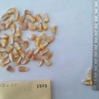 CIMMYTMA 1563 - Reference Inventory.jpg