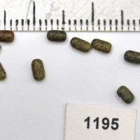 Sesbania sesban 1195 seed_Gsys.jpg