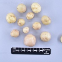 CIP 762326_OCHS 15565_ber_T.jpg