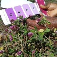 101028(Trifolium mattirolianum7744).jpg