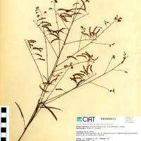 8901 herbarium