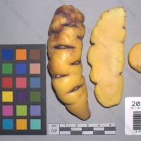 CIP 203064 Tuber