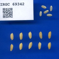 IRGC 69342 Seed Photo