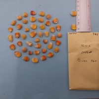 CIMMYTMA 7427 - Reference inventory.jpg