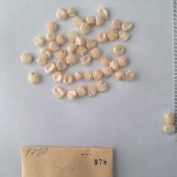 CIMMYTMA 978 - Reference Inventory.jpg