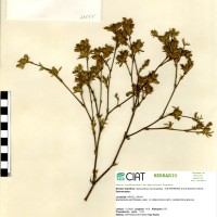 11555 herbarium