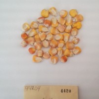 CIMMYTMA 4420 - Reference Inventory.jpg