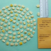 CIMMYTMA 17952.jpg
