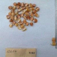 CIMMYTMA 1260 - Reference Inventory.jpg