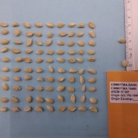 CIMMYTMA 15650 - Reference Inventory.jpg