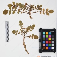 CIP 761446_OCH 12083_01.jpg