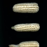 CIMMYTMA 400 CHIH 73 GD21B-6903-104 E1.jpg