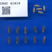IRGC 41818 Seed Photo