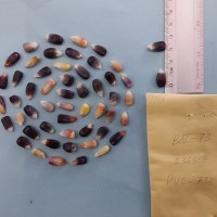 CIMMYTMA 7747 - Reference inventory.jpg