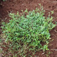 Zornia latifolia 172p.JPG