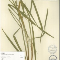 IRGC 100898 Herbarium