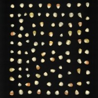 CIMMYTMA 19021 PAZM 04001 AF17A-0903-113 K.jpg