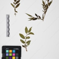 CIP 765693_RPSP 004_08.jpg