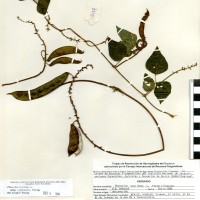 G35867 herbarium.jpg