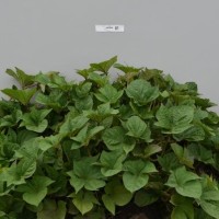 CIP 400396 (plant).jpg