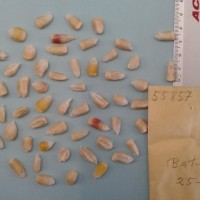 CIMMYTMA 5585 - Reference Inventory.jpg