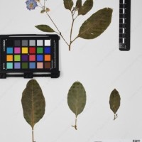 CIP 761356_OCH 11938_04.jpg