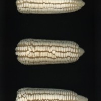 CIMMYTMA 467 VERA 225 AF23A-0903-222 E.jpg