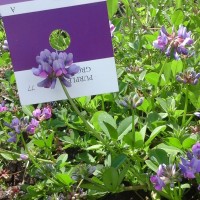 Trifolium decorum_6269 (5).jpg